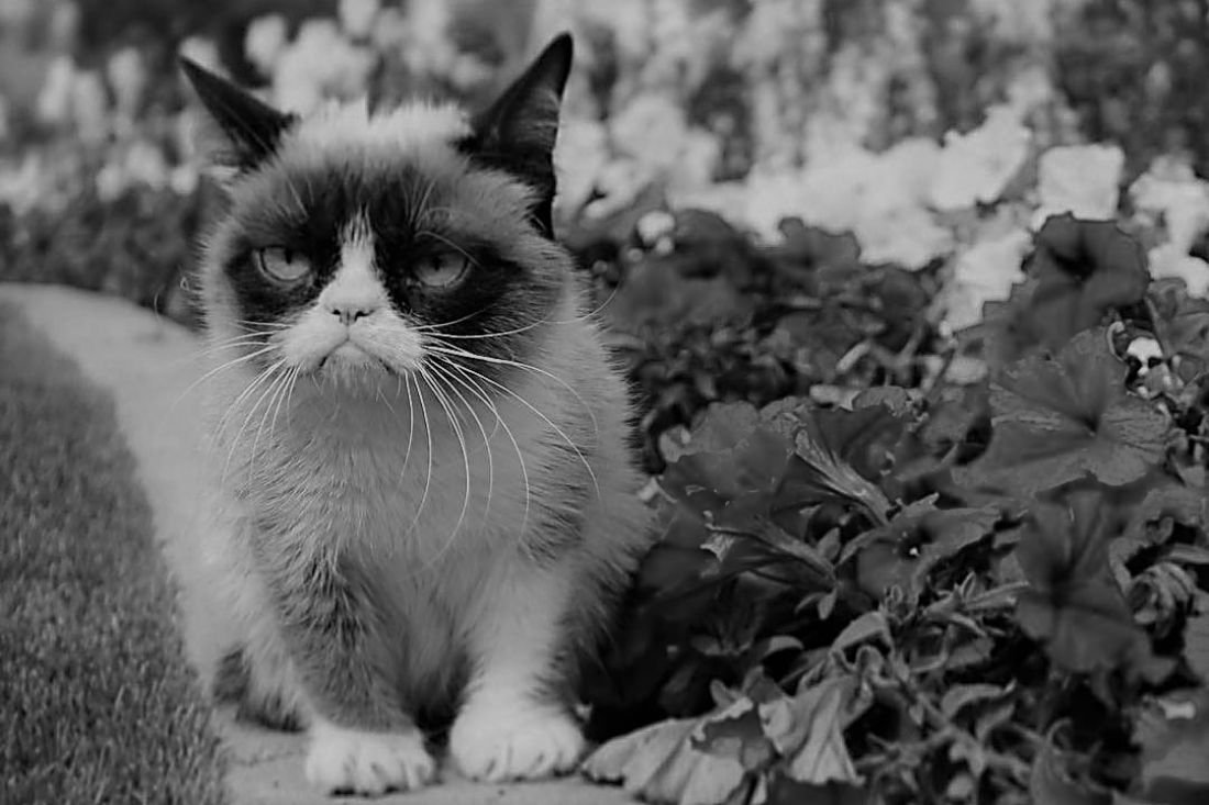 Прославившаяся на весь мир кошка Grumpy Cat умерла — В сети — Пенза СМИ