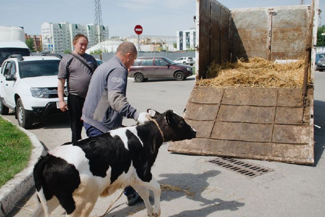 В двух селах Пензенской области отменили карантин по бешенству — Общество —  Пенза СМИ