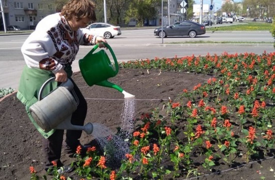 Зеленое хозяйство. Зеленхоз Пенза. Город Пенза и Озеленение. Посадка цветов ЖКХ. Коммунальщики сажают цветы.