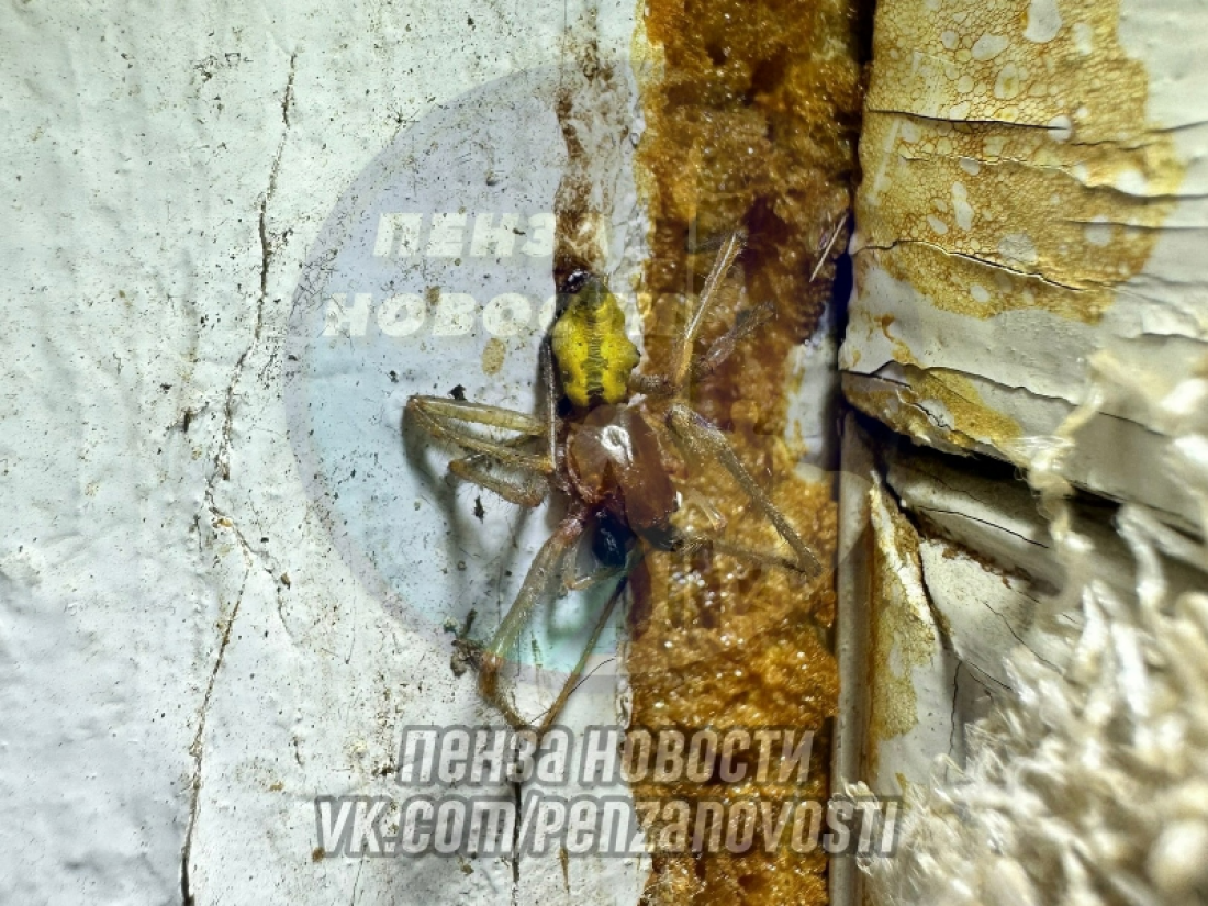 На Кубани женщину укусил ядовитый желтый паук сак