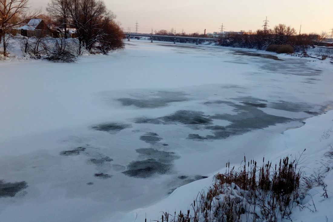 Полынья на реке фото растения крупным планом