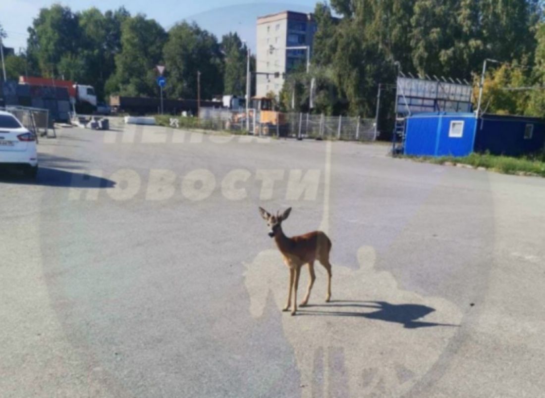 В Пензе «арбековскую косулю» вывели из городской черты — Общество — Пенза  СМИ