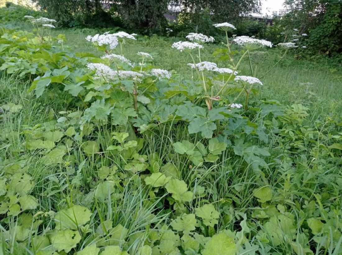 Село Липяги Лунинского района заполнил борщевик — Общество — Пенза СМИ