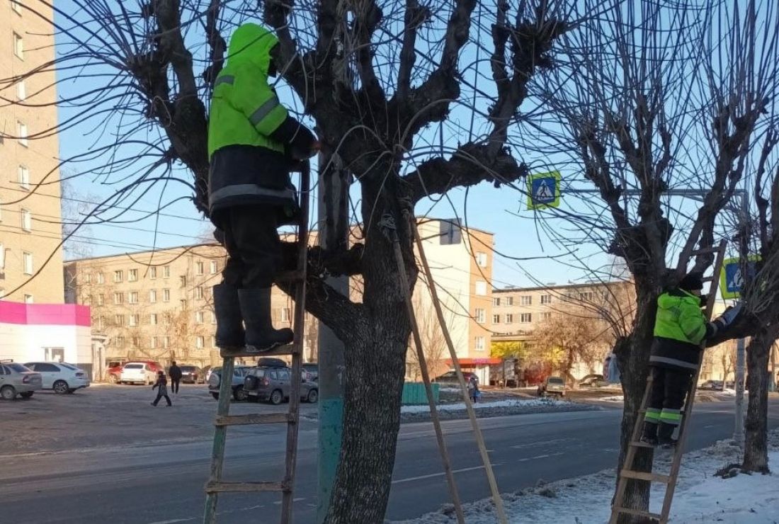 На улице Минской в Пензе омолаживают деревья — Общество — Пенза СМИ