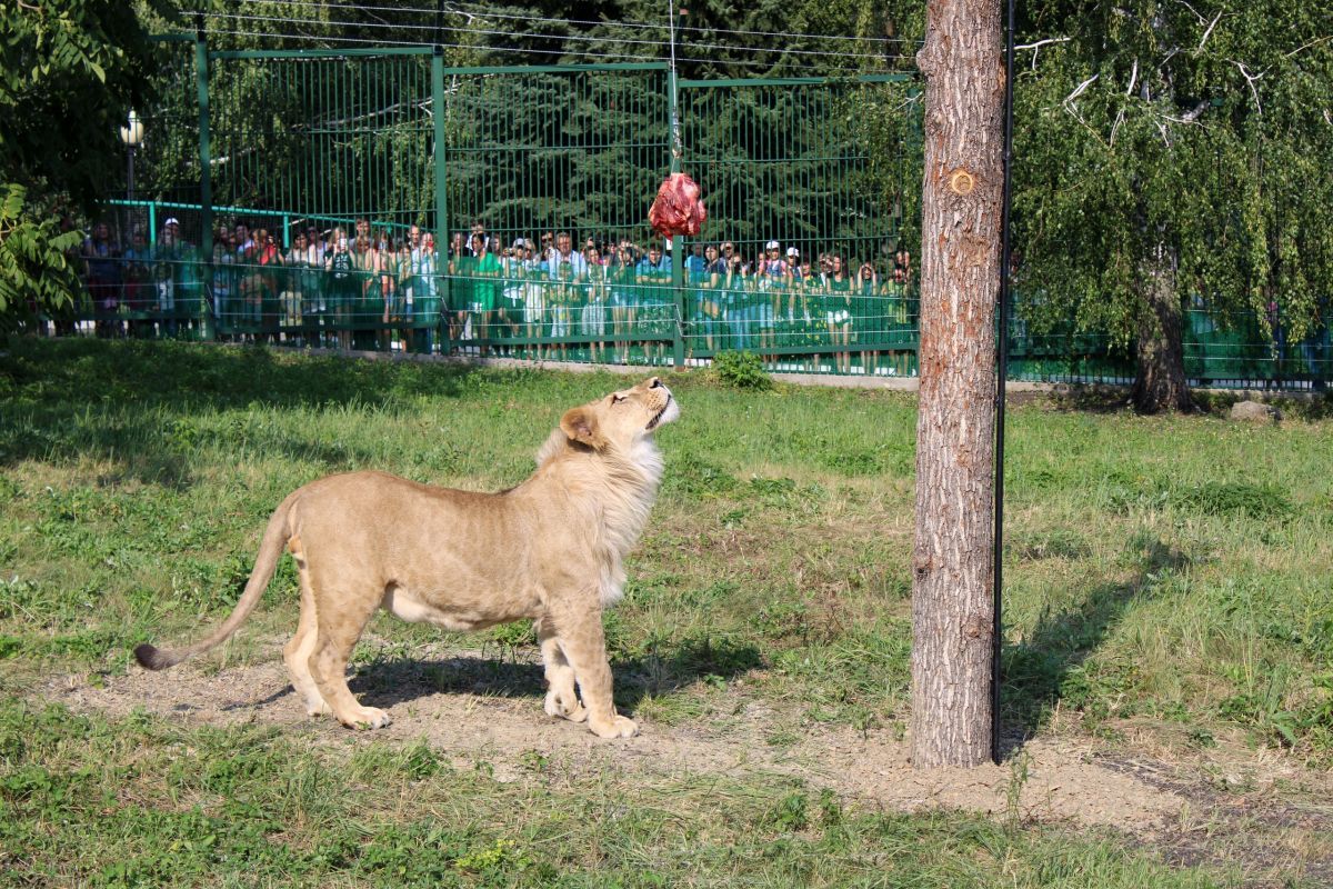 Лев пенза. Лев Пензенского зоопарка. Пензенский Лев из зоопарка. Белостолбовский зоопарк. Лев из Пензы.