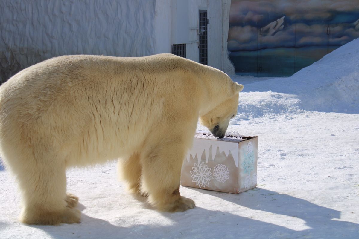 Сибирский медведь пенза. Белый медведь в Пензенском зоопарке. Белые медведи Кемерово. Медведь в Пензе. Белый надувной медведь.